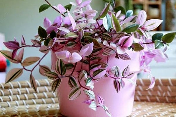 برگ بیدی صورتی